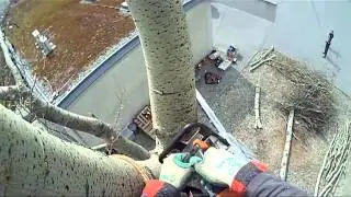 Poplar Tree Removal Pt.2