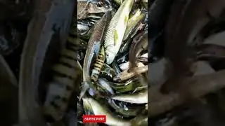 Fresh Fish video #shorts
