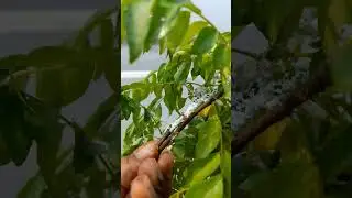 curryleaf plant is heavily infested #pest #curryleaves