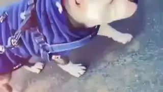 Pitbull status video whatsapp status video