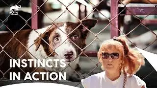 Герои спасательного центра Вильялобос | Питбули и условно-досрочно освобожденные, сезон 2, серия ...