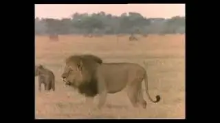 lvi a hyeny