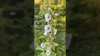 Marshmallow (the Herb) #roots #flowers #garden #adventure