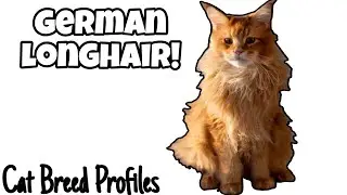German Longhair! - Cat Breed Profiles - 
