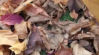 ASMR Crushing, crunching and crackling dry autumn fall leaves with hands