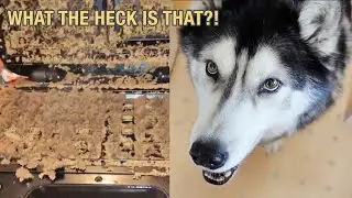 The Husky Waffle Insanity Continues!