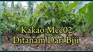 Review Kakao Mcc02 Ditanam Langsung Dari Biji Apakah Bagus‼️
