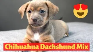 All about The Chihuahua Dachshund mix (Chiweenie)| Should you get a Chiweenie for your family?