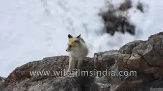 Himalayan Red Fox found in the arid and semi arid areas of the trans-Himalayan belt