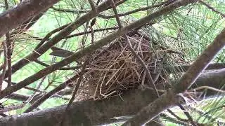 'Chipping Sparrow' Nesting In Our Driveway Pine Tree