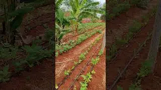 Cover crops & Diversification in agriculture.