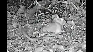 Bushy tailed woodrat Nebraska May 2025 11pm