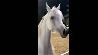 Sso vs reality 🖤(arabian version edit)