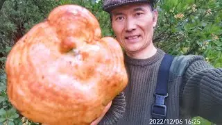 N&iacute;scalos VS Suillus Bellini
