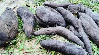 Sweet Potato Village Style cooking | Palmyra fruit | Village Style Snack #villagelife