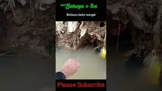 MANCING BELUT BESAR DISUNGAI ! LUBANGNYA KAYA GOA#shorts
