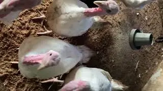 Poultry Farm Mini Vlog Farm Tour || Farming in Nigeria || Deep Litter 