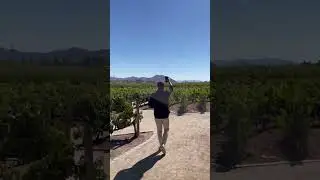 🌟 Explore the Enchanting Concha y Toro 🌍 | A Vineyard Extravaganza 🍷