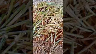 #supper #Napier #grass #cO5  #contact #03216702010