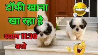 Toffee vlog ।। टॉफी खाना खा रहा है रात को 11:30 बजे।।#dog #toffee #puppy #shihtzu 