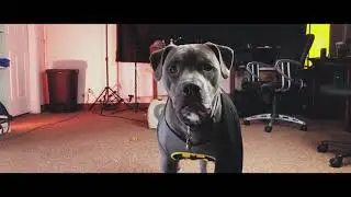 The Adventures of Batdog - Shot with Filmic Pro : iphone 8plus : Zhiyun Smooth 4 Gimbal.