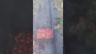 Продовжую збір полуниці в мороз