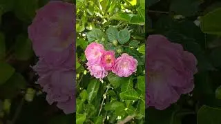 May in Qingdao | Bees Working Hard | Rose Season in China