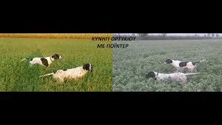 ΚΥΝΗΓΩΝΤΑΣ ΜΕ  ΠΟΪΝΤΕΡ - Hunting with Pointer