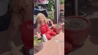мой бостонский папоротник не растет