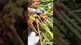 harvesting fresh ginger roots by trimming green stalks with garden shears on farm during daytime