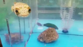 Porcupine Puffer Fish at Global Aquatics - 3/25/17