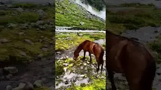 Hampta Pass Trek l Manali Hampta Pass Trekking Video #shorts #shortsvideo #viralshorts