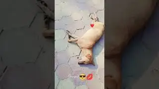 🐶dog sleeping 😴#dogshorts #shortvideos #viralvideos #shortsfeed #shortsvideo #shorts #ytshorts