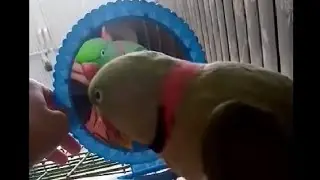 Mithu Parrot🐦 as Alexa appi se Ijazat Mangta🤭Mirror ke Saath Funny Masti😂 #viralvideo #likesubscribe
