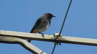 Le Rougequeue noir chante en live - Black Redstart's song - Phoenicurus ochruros