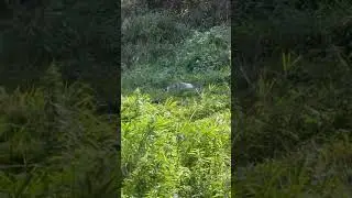 Piebald squirrel #albino #squirrel #fall #minnesota #hunting #outdoors #nature #cool