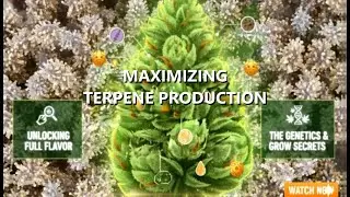 The Biochemist's Guide to Flavor: Maximizing Terpenes & VSCs Through Stress Engineering