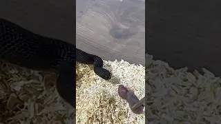 AODA | Mexican Black Kingsnake | #strike #short III (24.02.24)