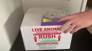 Huge Leopard Gecko Unboxing from bmgeckos