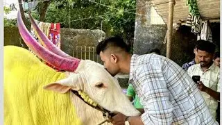 |MH & Goa Hukk King Arjun | Best Hukk |#bullfightmaharashtra #bullfightgoa