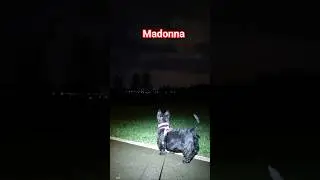 Widzę dziś rano lisy 😳
