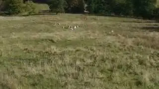 CHILLINGHAM WILD CATTLE(1)