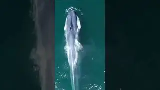 Why Haven't Whales Evolved to Breathe Using Gills? #marineanimals #animals