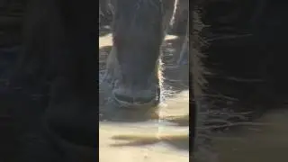 #Wildebeest drinks water in crocodiles free zone.Peacefully.