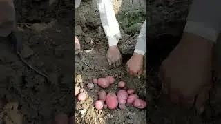 High Yielding Potato Variety in Red Colour, Camel