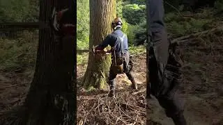 Insanely Satisfying Tree Cutting with Chainsaw #264