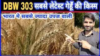 DBW 303 || Highest yielding variety of wheat || DBW 303 Wheat variety Details || Gehu ki kheti ||