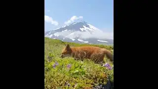 Лисёнок попозировал на фоне самого высокого вулкана на Курилах