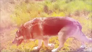 Hunderunde Spa&szlig;runde (1) (Deutsch )