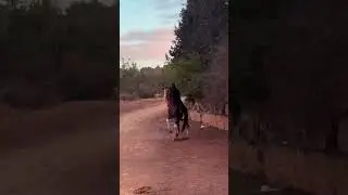 Breaking Stereotypes: Hijabi Lady's Impressive Horse Riding Skills
